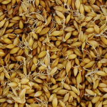 Load image into Gallery viewer, Organic Barley Grass Sprouting Seeds (8 ounces)