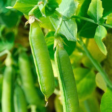 Load image into Gallery viewer, Organic Progress No. 9 Pea Seeds (12g)