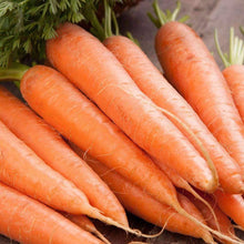 Load image into Gallery viewer, Organic Scarlet Nantes Carrot Seeds (250mg)