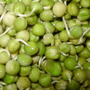 Organic Green Pea Sprouting Seeds (8 ounces)