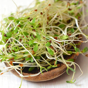 Organic Alfalfa Sprouting Seeds (4 ounces)