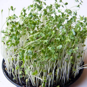 Organic Broccoli Sprouting Seeds (4 ounces)