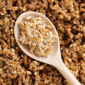 Organic Hard Red Wheat Sprouting Seeds (8 ounces)