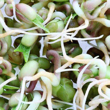 Load image into Gallery viewer, Organic Mung Bean Sprouting Seeds (4 ounces)
