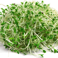 Load image into Gallery viewer, Organic Alfalfa Sprouting Seeds (4 ounces)
