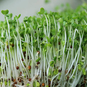 Organic Broccoli Sprouting Seeds (4 ounces)