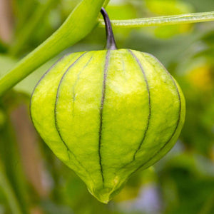 Organic Grande Rio Verde Tomatillo Tomato Seeds (500mg)