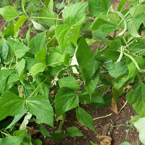 Organic Contender Bush Beans (20g)