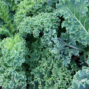 Organic Blue Curled Scotch Kale Seeds (500mg)