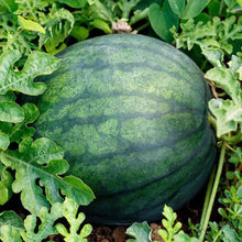 Load image into Gallery viewer, Organic Sugar Baby Watermelon Seeds (2g)
