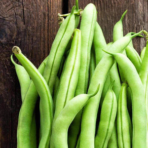 Organic Contender Bush Beans (20g)