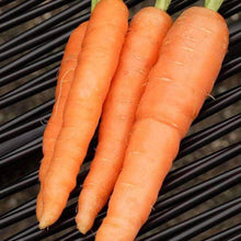 Load image into Gallery viewer, Organic Scarlet Nantes Carrot Seeds (250mg)
