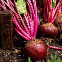 Load image into Gallery viewer, Organic Detroit Dark Red Beet Seeds (2.5g)
