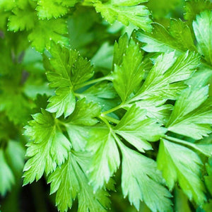 Organic Plain or Single Parsley Herb Seeds (500mg)