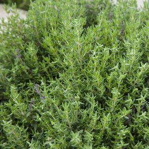 Organic English Thyme Herb Seeds (250mg)