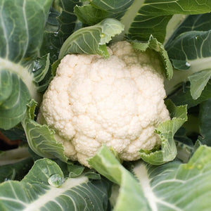 Organic Snowball Self-Blanching Cauliflower Seeds (1g)