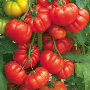 Organic Beefsteak Tomato Seeds (250mg)