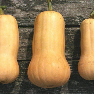 Organic Waltham Butternut Winter Squash Seeds (5g)