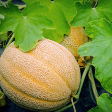 Load image into Gallery viewer, Organic Hales Best Jumbo Melon Seeds (1g)
