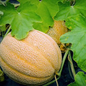 Organic Hales Best Jumbo Melon Seeds (1g)