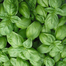 Load image into Gallery viewer, Organic Genovese Basil Herb Seeds (500mg)
